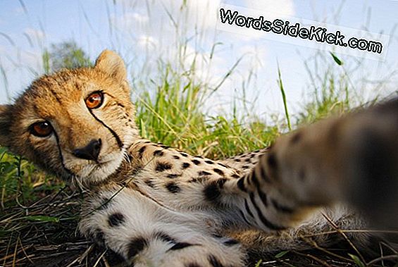 Mysterious Cheetah Disease Explained