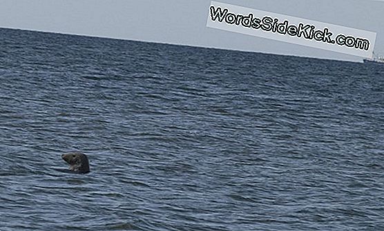 Zeehonden Stoppen Met Rillen Om Extreme Duiken Te Overleven
