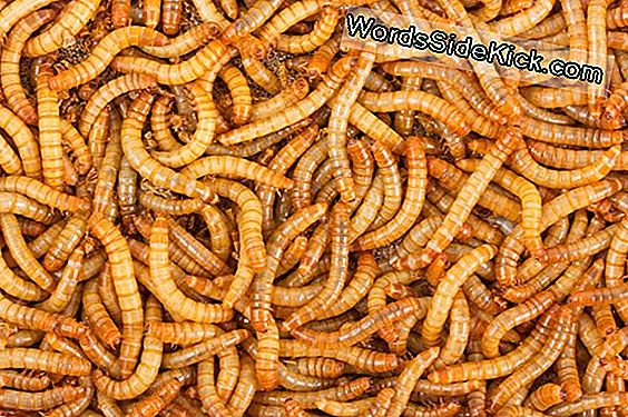 De Worms Kruipen In, De Worms Treat Colitis