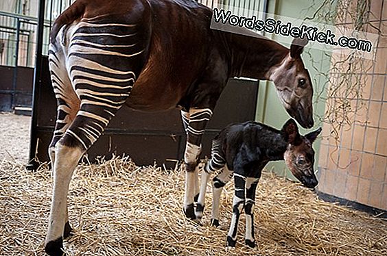 Baby Vicuña Geboren In Belfast Zoo