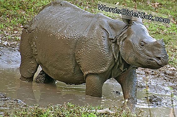 Rhino Komt Aan In Chicago Zoo