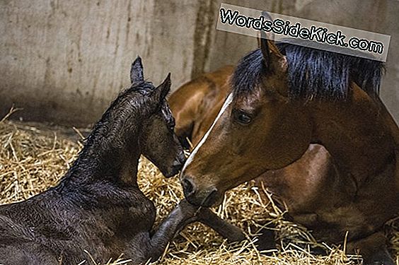 4 Baby Paarden Geboren Uit Bevroren Embryo'S