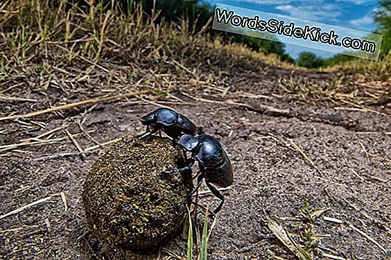 Animal Sex: How Dung Beetles Do It