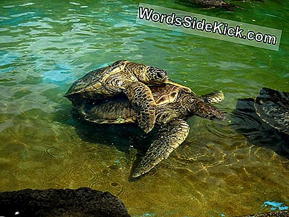 Animal Sex: How Sea Turtles Do It Do