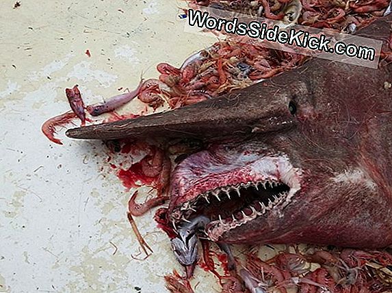 Fearsome 'Goblin Shark' Sighted Voor Slechts 2E Keer In De Golf Van Mexico