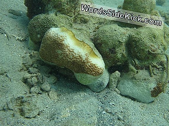 Coral 'White Plague' Epidemic Kan Worden Veroorzaakt Door Een Virus