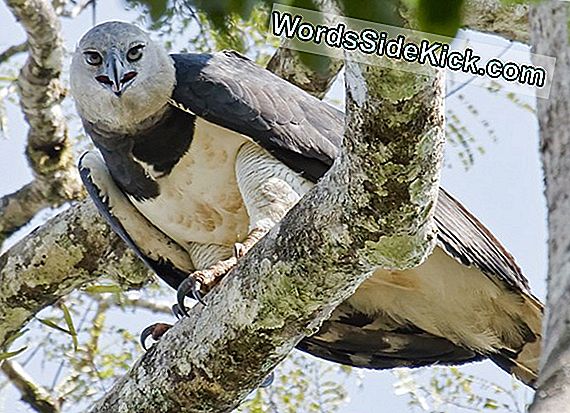 Zeldzame Harpy Eagle Chick Gevangen In Nieuwe Foto'S