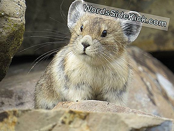 Adorable American Pika Verdwijnt Als Gevolg Van Klimaatverandering