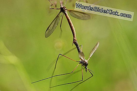 Animal Sex: How Mosquitoes Do It