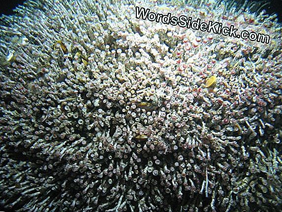 Boundless Carpet Of Worms Coats Bizarre Deep-Sea Vent