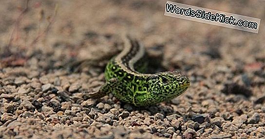 Feiten Over Salamanders