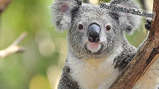 Koala'S Hebben Mensachtige Vingerafdrukken