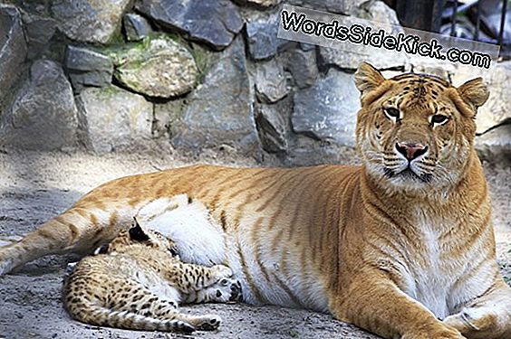 Ligers En Tigons, Oh My! Cat Lineage Bezaaid Met Kruising