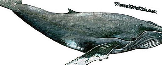 Rare Black Whale Ontdekt In De Stille Oceaan