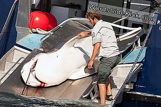 Killer Whales Settle Disputes Like Humans