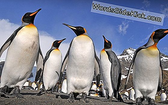 Herdershonden Redden De Bedreigde Pinguïns In Australië