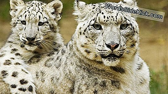 Snow Leopard Moms & Cubs Gevangen In First-Ever Video