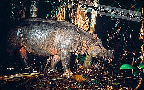 Javan Rhino Officieel Uitgestorven In Vietnam