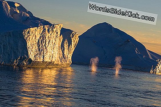 Foto Onthult Giant Greenland Iceberg Op Weg Naar Zee