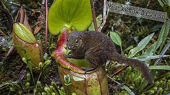 Terugkeer Van De Giant Carnivorous Hermaphrodite Snails