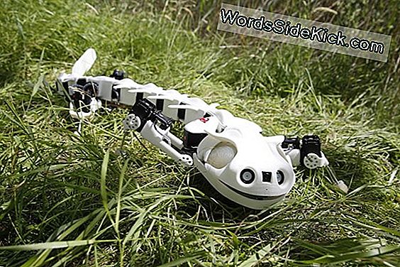 Bekijk Een Robot Salamander Swim And Walk (Video)