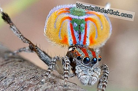 The Amazing Mating Dance Van The Peacock Spider