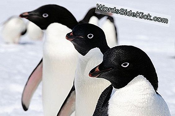 Happier Feet: Antarctica Home To Millions More Penguins Than Thought