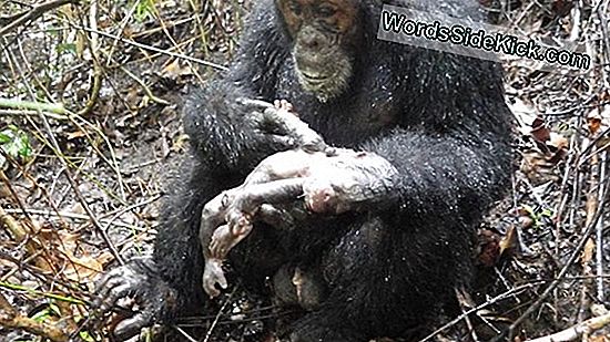 Infant Chimp Genaaid En Gekannibaliseerde Momenten Na De Geboorte