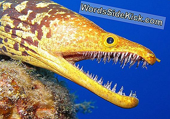 Mysterious Fanged Eel Wast Ashore Tijdens Hurricane Harvey