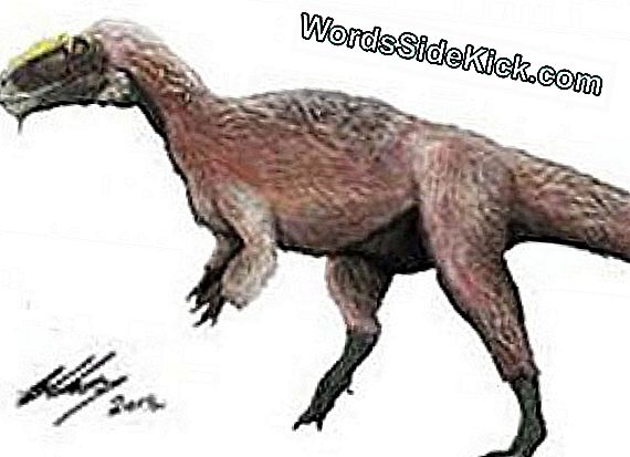 'Stalker' Velociraptor Relatieve Veren Met Veren, Getande Tanden