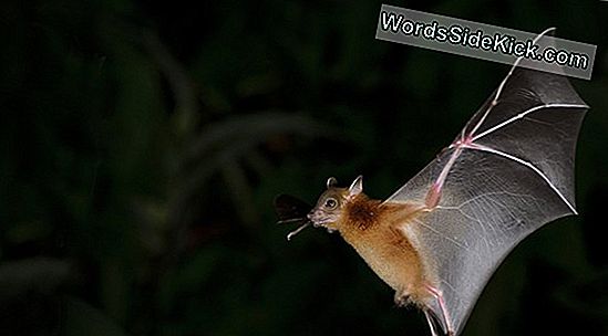 Person Dies From Bat Bite: How Rabies Kills