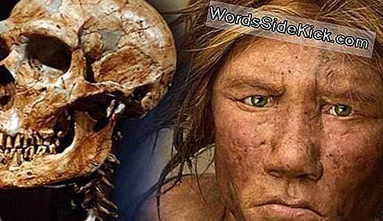 Neanderthalers En Denisovans Mated, New Hybrid Bone Reveals