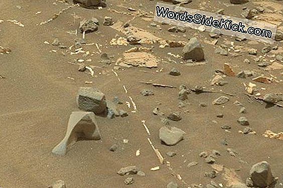 Was Een Muppet Zojuist Gespot Op Mars?