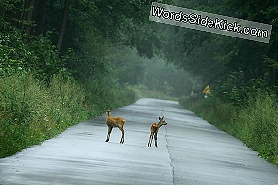 Pigułka Może Usunąć Złe Wspomnienia