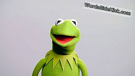 Kermit Podobny Do Żaby Wśród 5 Nowych Odkrytych Gatunków