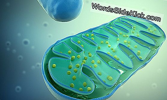 Co To Są Mitochondria?