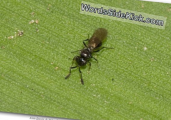 Fairyfly Wasp Prospers Po Wkradnięciu Się Do Usa