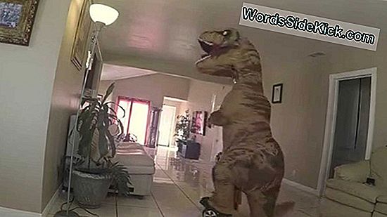 Mini T. Rex: „Walijski Smok” Może Być Najwcześniejszym Jurajskim Dinozaurem