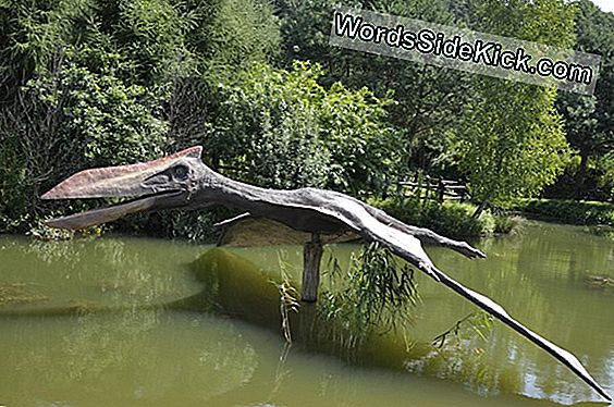 Pterodaktyl, Pteranodon I Inne Latające „Dinozaury”