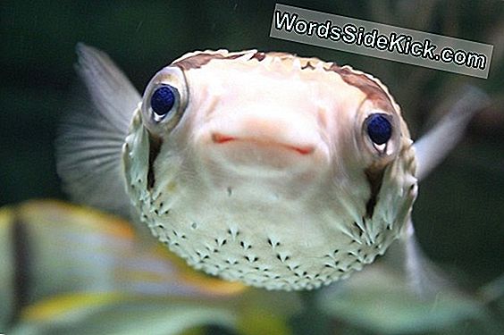 Pufferfish Love Wyjaśnia Tajemnicze Podwodne Koła