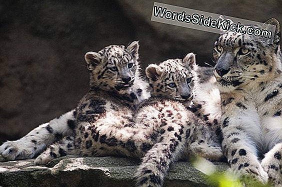 Snow Leopard Moms & Cubs Capturate În Primul Videoclip