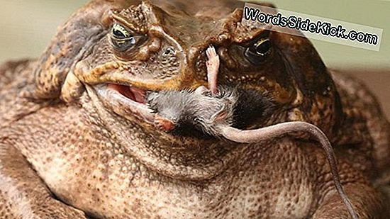 Cane Toads Invade, Conquer Australia