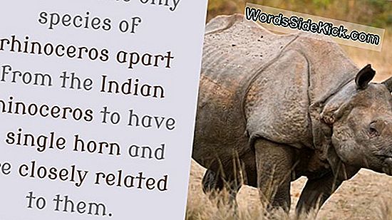 Javan Rhino Официально Вымерли Во Вьетнаме