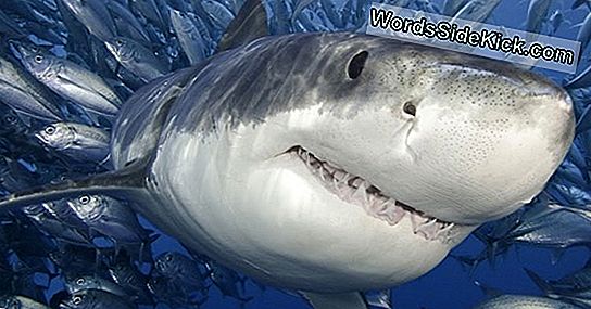 4 Tubarões Mortos E Sem Fígado São Lavados Em Terra Em Wodd Whodunit