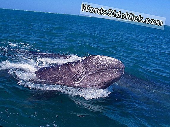 Balena Înfundată Eutanasiată În Golful Long Island