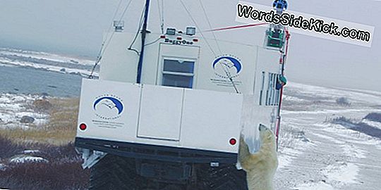 Ursul Polar Pe Google Maps! Street View Vine În Zona Arctică