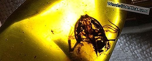 Amber Sticky A Păstrat Insectele Din Vârsta Dinozaurilor Pentru Milioane De Ani