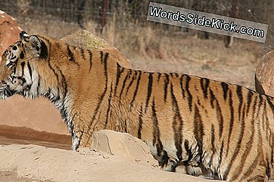 Tigrii Din Tasmania Condamnați Greșit Pentru Uciderea Oilor