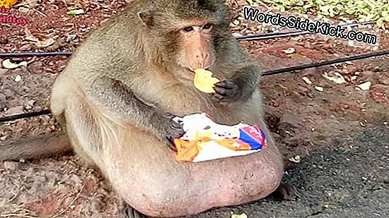 Uncle Fatty: Maimuța Obeză Arată Pericolele Alimentelor Umane