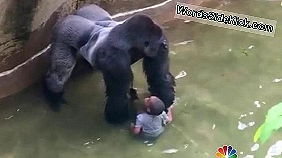 Koko, Gorila Care A Folosit Limbajul Semnelor, Este Mort La 46 De Ani